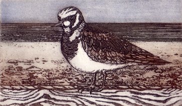 turnstone